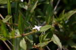 Virginia buttonweed